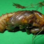 Rhynchophorus Ferrugineus Pupa