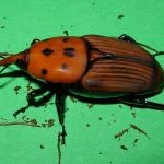 Rhynchophorus Ferrugineus Adult