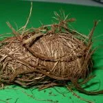 Rhynchophorus Ferrugineus Pupal Case