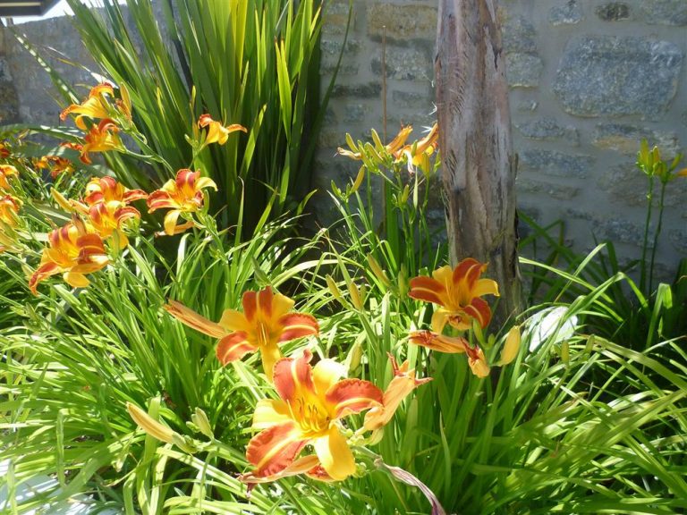 Blossoming plants in your Crete garden