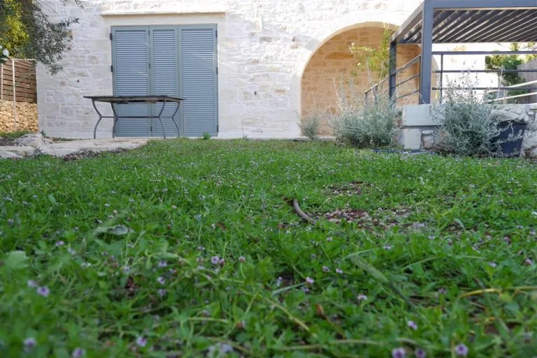 A Mediterranean lawn alternative