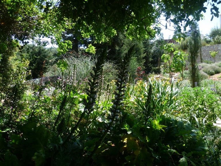 An overwhelming amount of green in the garden