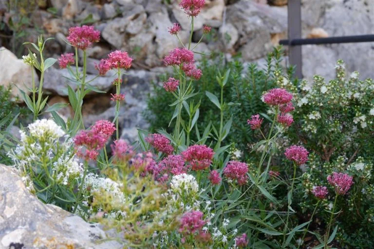 Border with red and white flowers