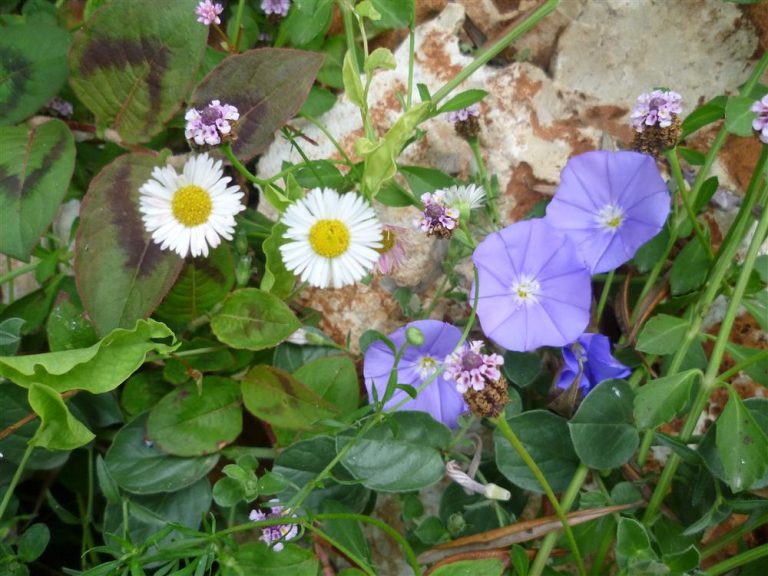 Colorful flowers in the border
