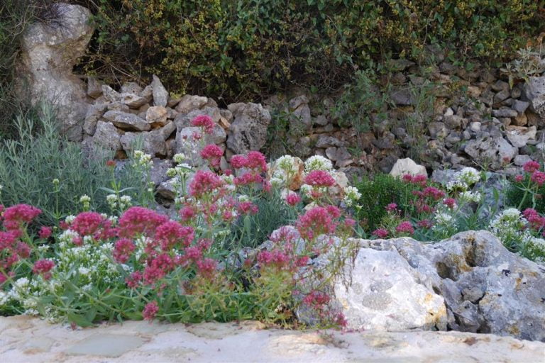 Flowers in a natural rockery environment