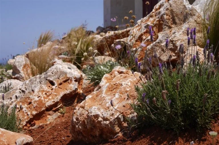 Lavender plants between the rocks