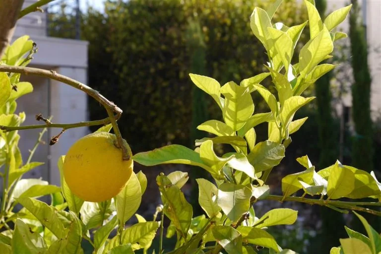 Lemon grow just in your own garden