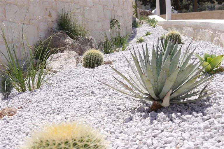 Low maintenance cactus field