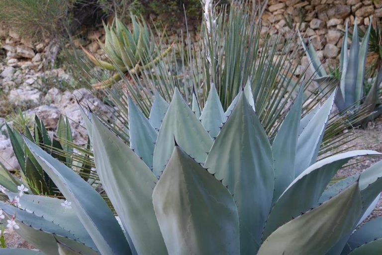 Low maintenance with succulents in your garden