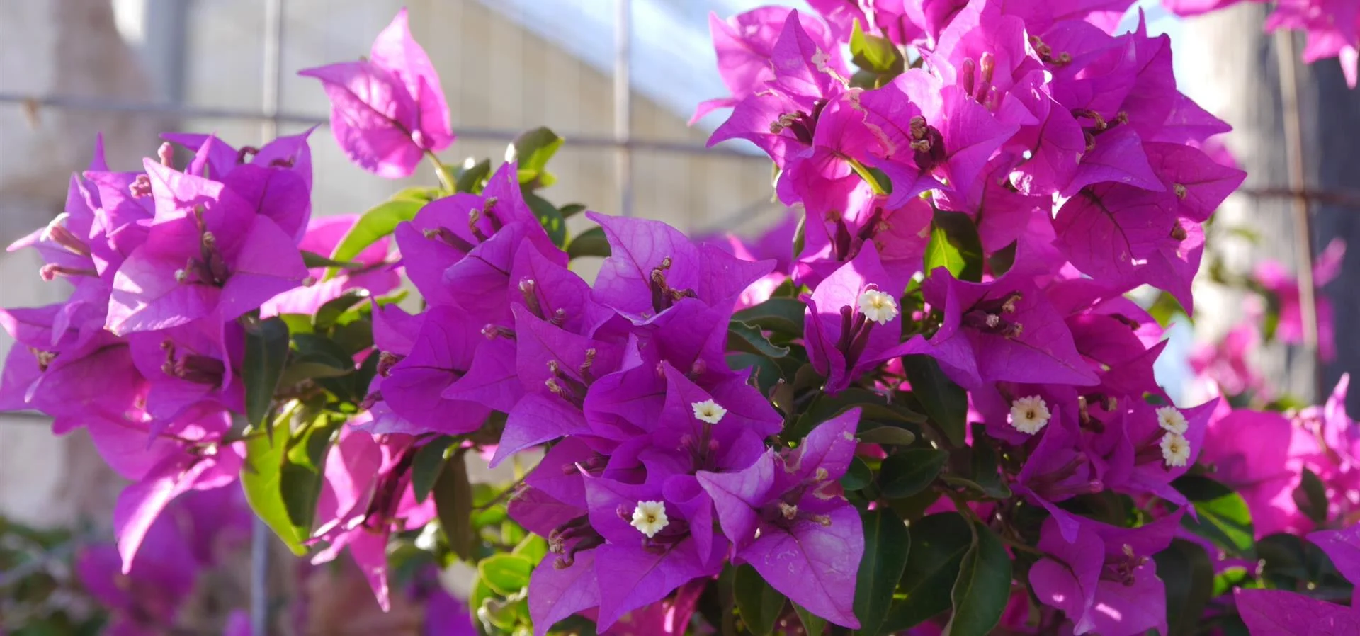 Mediterranean garden possibilities in Crete