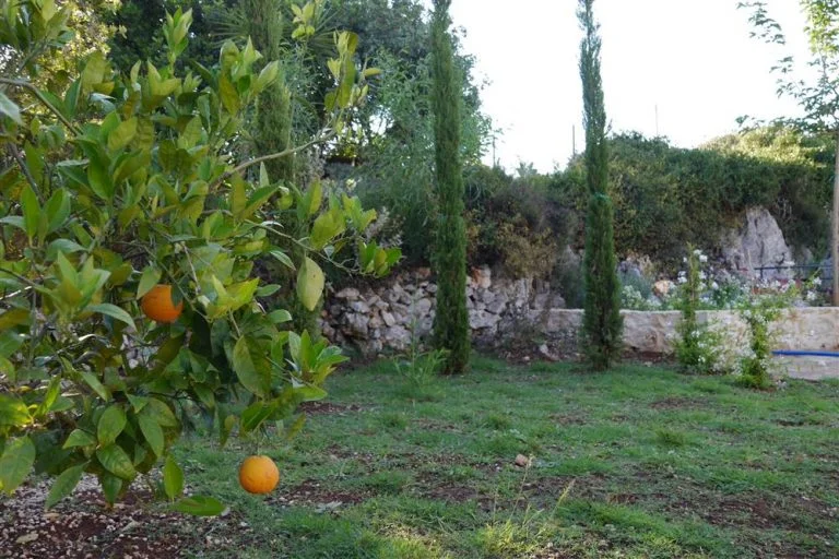 Pineapple tree to complete the garden