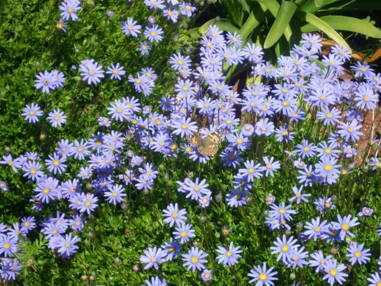 Purple flower bed next to the pool