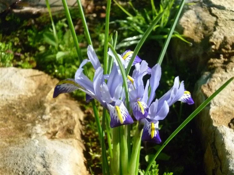 Purple flowers between the rocks