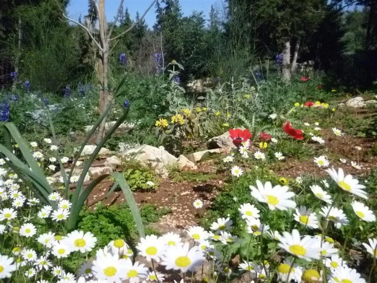 Spacious border filled with flowers
