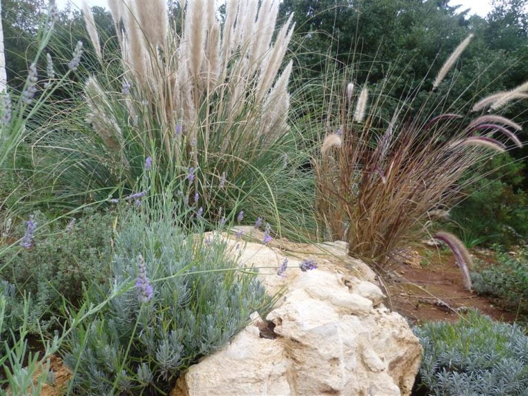 Various types of grasses between the rocks