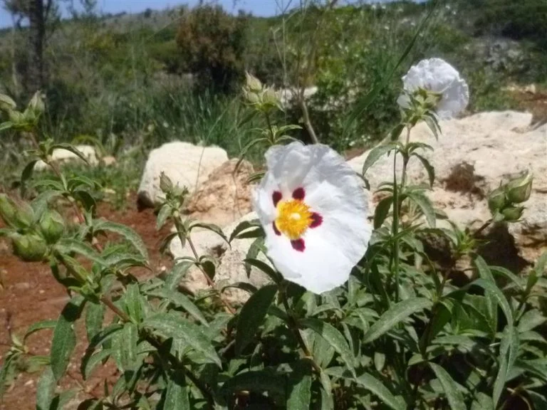 White flowers in the borders