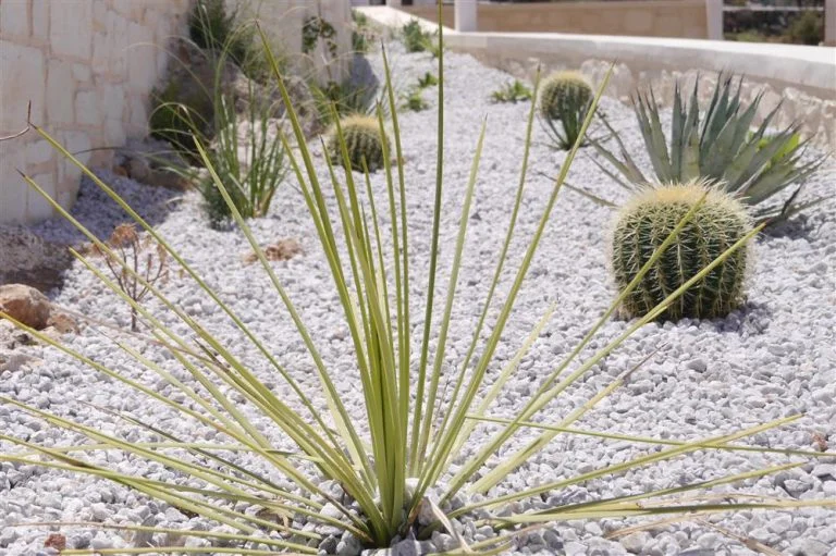 succulents mixed with cactus