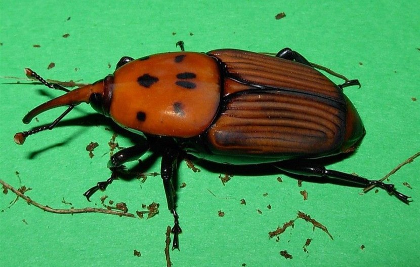 a close up of a beetyle killing palm trees